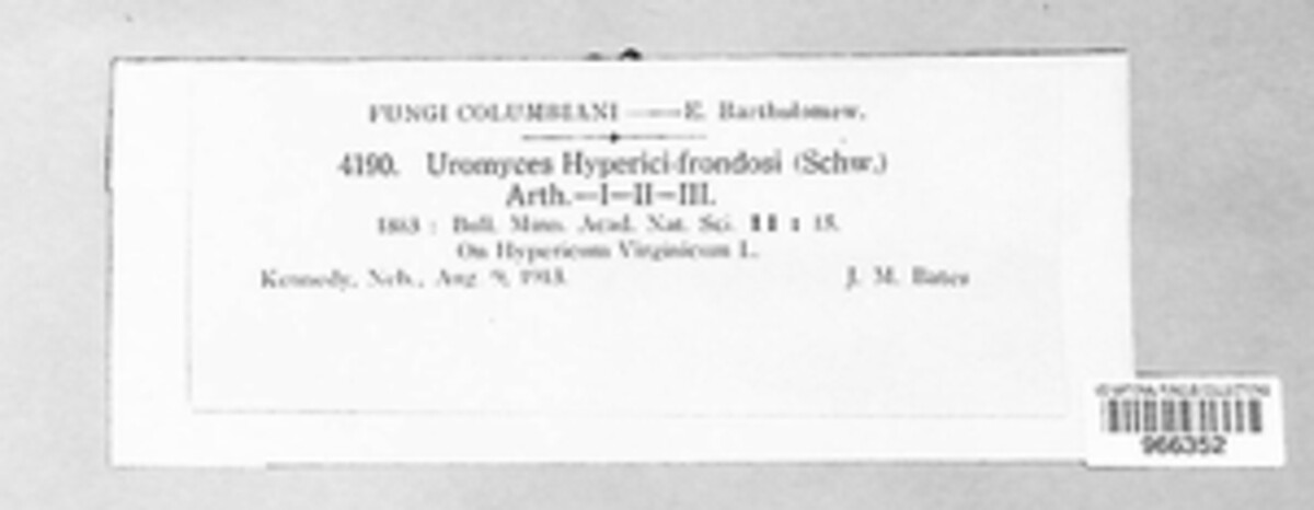 Uromyces hyperici-frondosi image